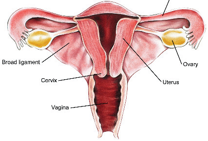 Abnormal Pap Smear Means